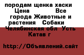 породам щенка хаски › Цена ­ 10 000 - Все города Животные и растения » Собаки   . Челябинская обл.,Усть-Катав г.